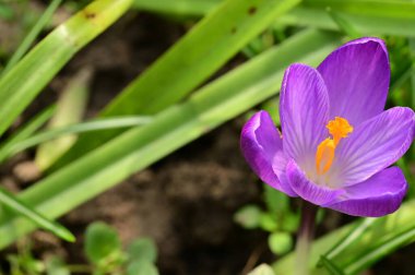 beautiful purple crocus flower, close up view