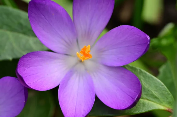 Frumos Floare Crocus Violet Vedere Aproape — Fotografie, imagine de stoc