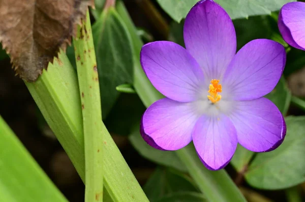 Stock image beautiful purple crocus flower, close up view