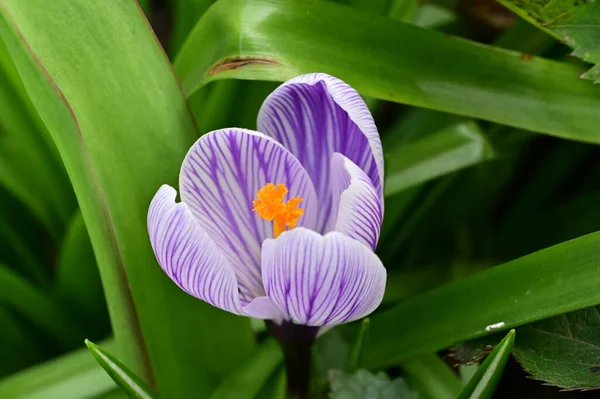 Beautiful Purple Crocus Flower Close View — Photo