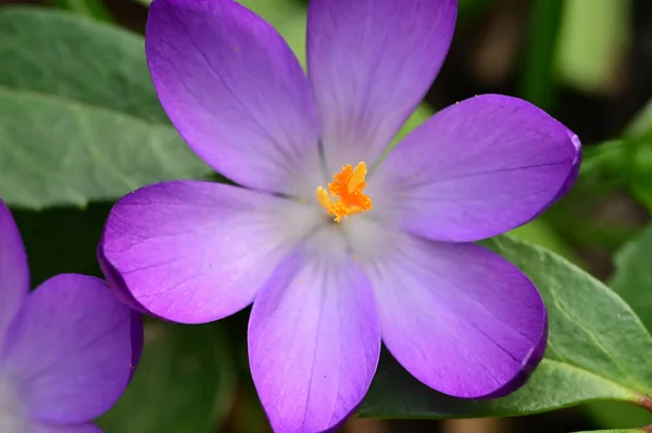 美しい紫色のクロッカスの花を間近で見ることができ — ストック写真