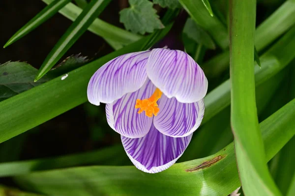 Vacker Lila Krokus Blomma Närbild — Stockfoto