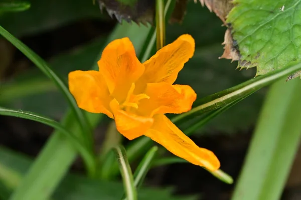 Bela Flor Croco Primavera Jardim — Fotografia de Stock