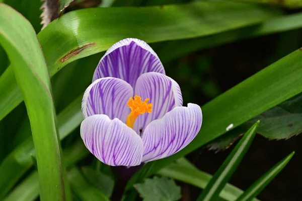Beautiful Purple Crocus Flower Close View — 스톡 사진