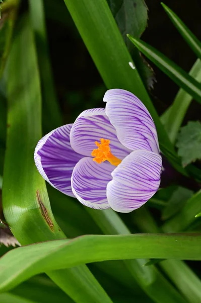 Beautiful Purple Crocus Flower Close View — 스톡 사진