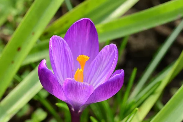 Piękny Fioletowy Kwiat Krokusa Widok Bliska — Zdjęcie stockowe