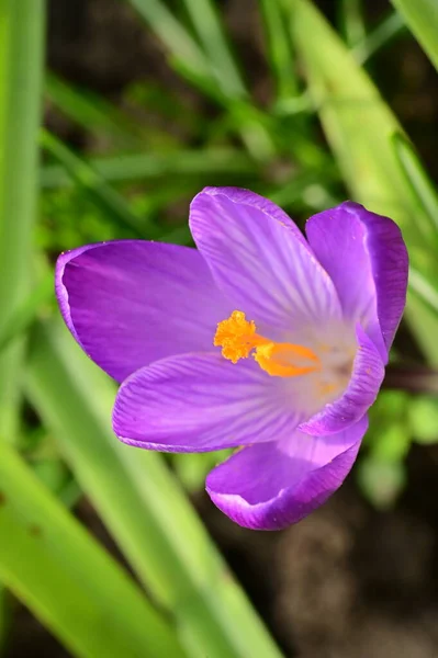 Beautiful Purple Crocus Flower Close View — стоковое фото