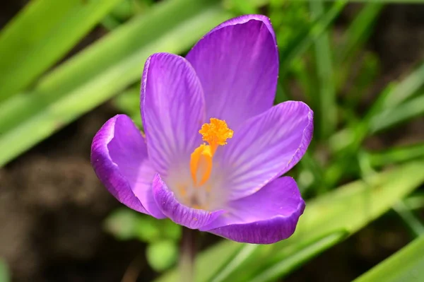 Vacker Lila Krokus Blomma Närbild — Stockfoto