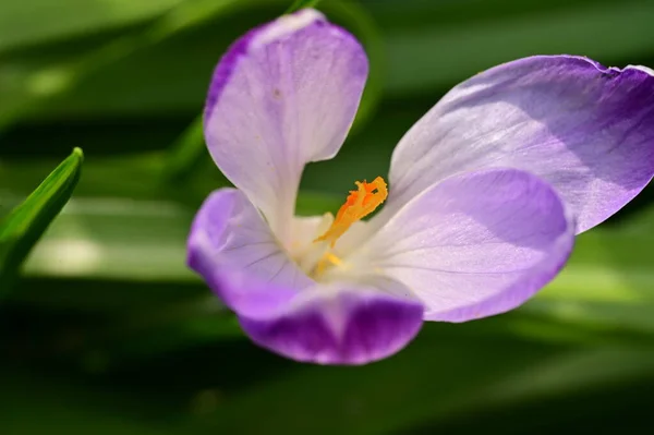Beautiful Purple Crocus Flower Close View — 图库照片