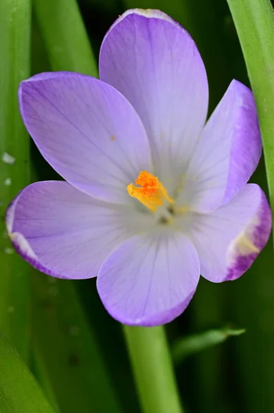 Beautiful Purple Crocus Flower Close View — Fotografia de Stock