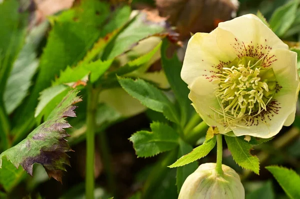 beautiful spring  flower in garden 