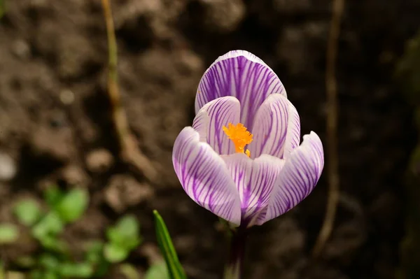 Piękny Fioletowy Kwiat Krokusa Widok Bliska — Zdjęcie stockowe