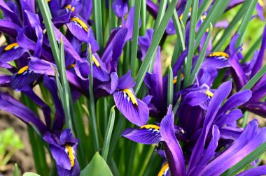 beautiful irises growing in garden in spring 