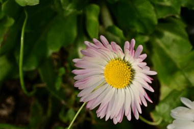 beautiful daisy flower  growing in garden 