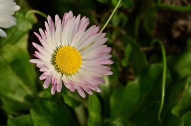 beautiful daisy flower  growing in garden 