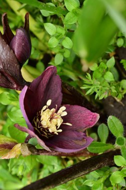 beautiful spring  flower in garden 