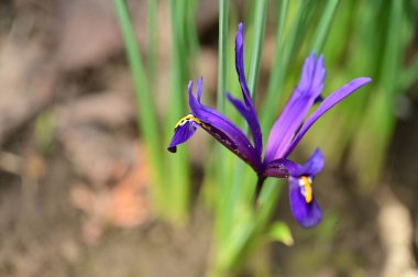 beautiful spring  flower in garden 