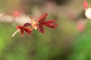 bud of plant in garden 