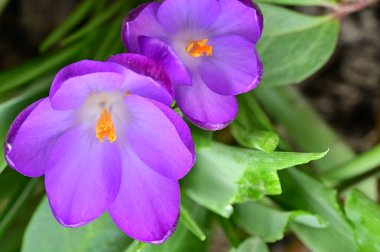 Güzel mor kır çiçekleri, yakın görüş