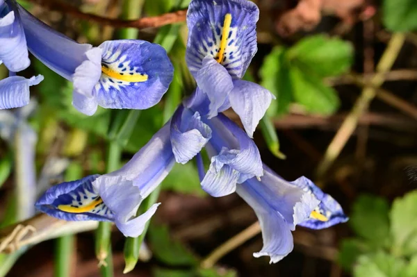 Beautiful Irises Growing Garden Spring — Photo