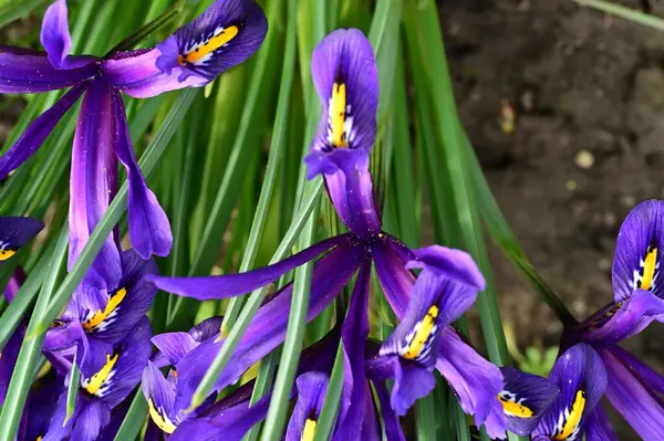 Beautiful Irises Growing Garden Spring —  Fotos de Stock