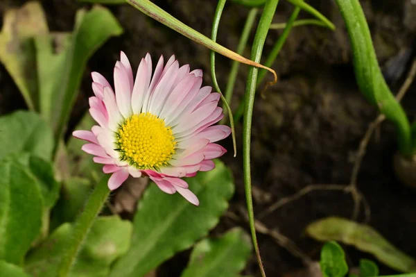 stock image beautiful daisy flower  growing in garden 