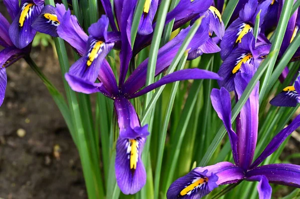 Beautiful Irises Growing Garden Spring — Zdjęcie stockowe