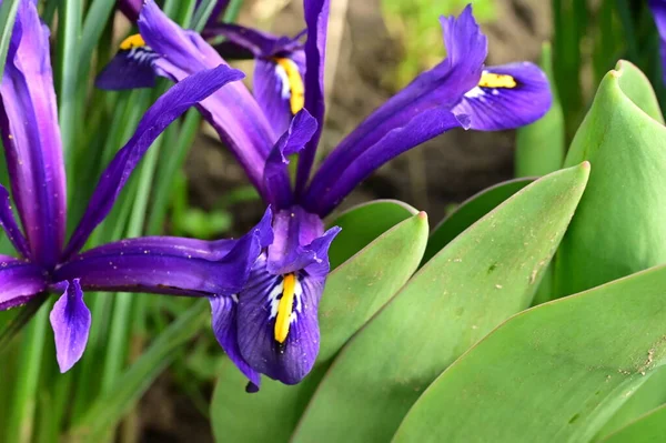 Beautiful Irises Growing Garden Spring — Fotografia de Stock