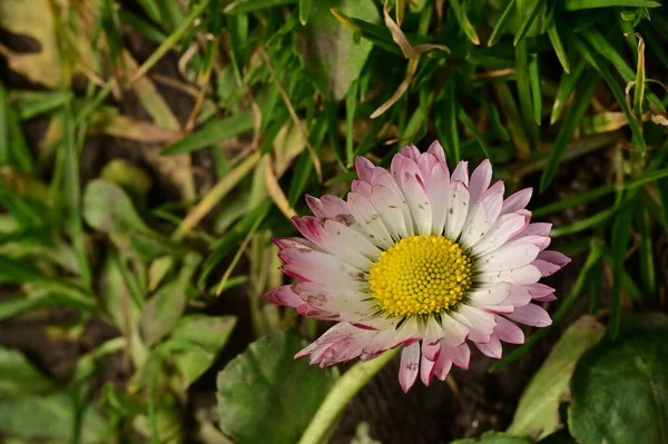 Beautiful Daisy Flower Growing Garden — Stock Photo, Image