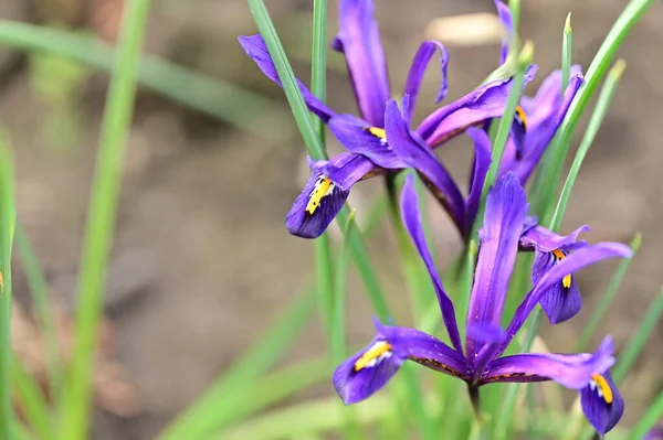 Hermosos Iris Creciendo Jardín Primavera —  Fotos de Stock