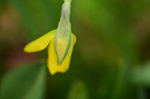 Piękny Wiosna Żonkil Kwiat Ogrodzie — Zdjęcie stockowe
