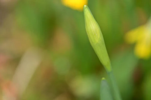 Belle Fleur Jonquille Printemps Dans Jardin — Photo