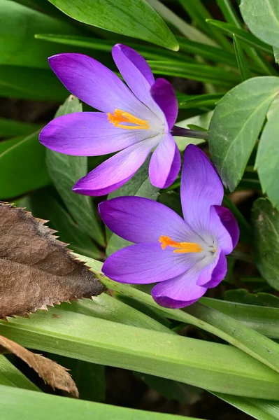 Vacker Lila Krokus Blommor Närbild — Stockfoto