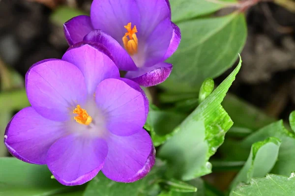 Hermosas Flores Cocodrilo Púrpura Vista Cerca — Foto de Stock