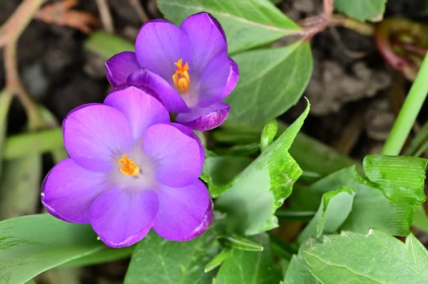 stock image beautiful purple crocus flowers, close up view