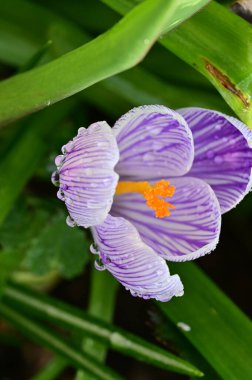 beautiful purple crocus flower, close up view