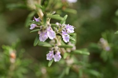 beautiful spring  flower in garden 