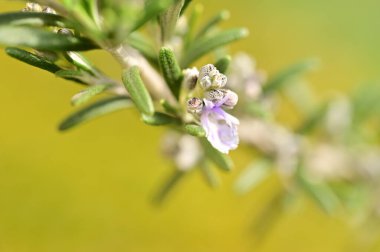 beautiful spring  flower in garden 