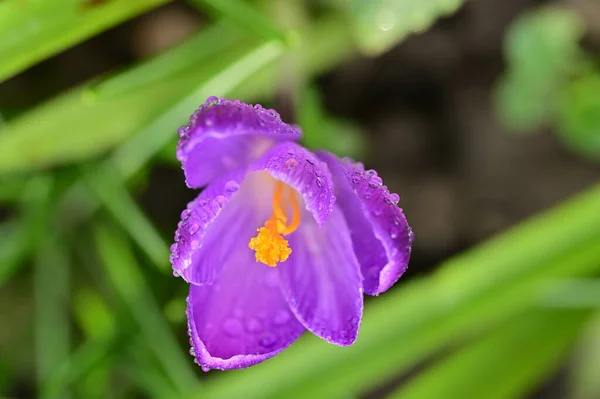 Beautiful Purple Crocus Flower Close View — Photo