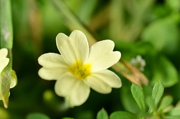 Όμορφο Λουλούδι Της Άνοιξης Στον Κήπο — Φωτογραφία Αρχείου