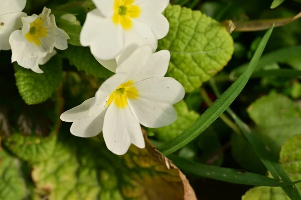 stock image beautiful flowers growing in the garden 