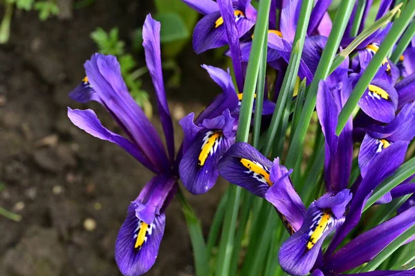 stock image beautiful irises growing in garden in spring 