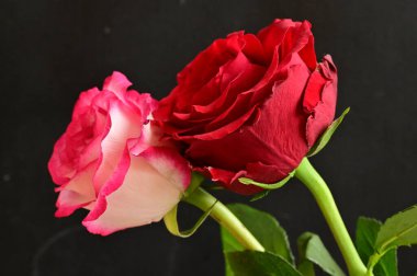 Güzel güller, kapatın.