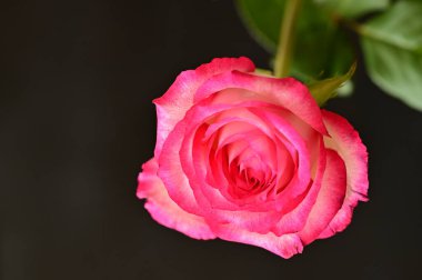 Güzel gül, çiçek, kapat