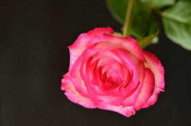 Güzel gül, çiçek, kapat