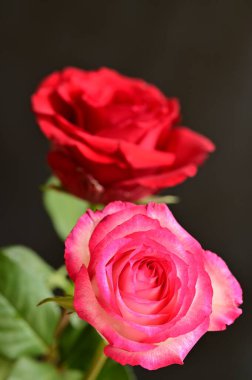 Güzel güller, kapatın.