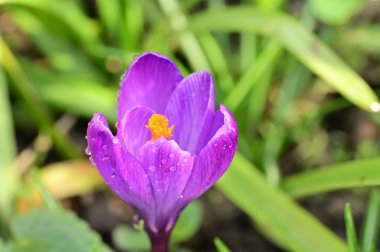 beautiful purple crocus flower, close up view