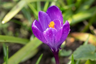beautiful purple crocus flower, close up view