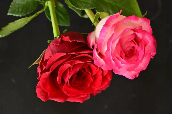 Красивые Цветы Роз Закрыть — стоковое фото