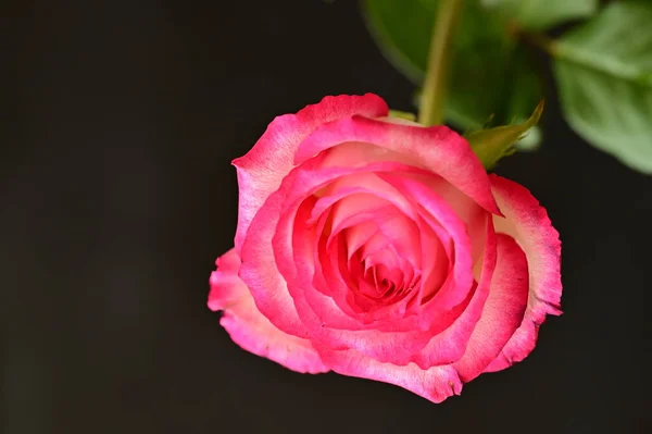 Hermosa Rosa Flor Primer Plano — Foto de Stock